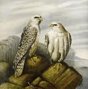 Gyr falcons on a rocky ledge
